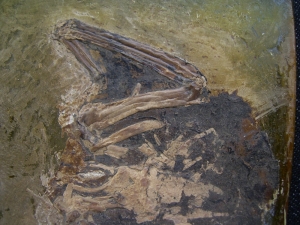 Vogel aus der Grube Messel