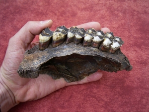 Moose jaw, pleistocene age