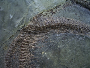 Schlange aus der Grube Messel