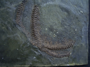 Schlange aus der Grube Messel