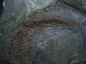Schlange aus der Grube Messel