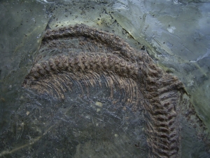 Schlange aus der Grube Messel