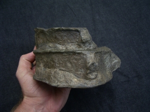 Temnodontosaurus Wirbel