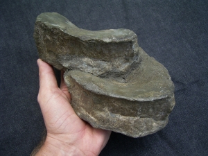 Temnodontosaurus Wirbel