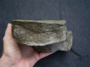 Temnodontosaurus Wirbel