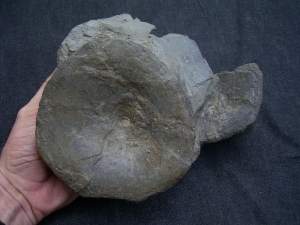 Temnodontosaurus Wirbel