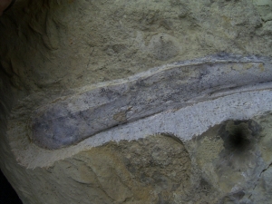 Ichthyosaur jawbone middle triassic age