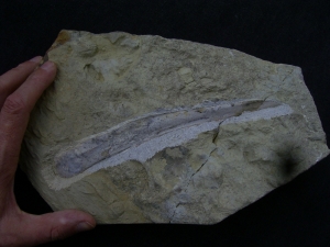Ichthyosaur jawbone middle triassic age
