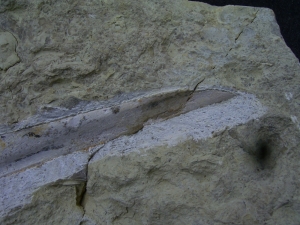 Ichthyosaur jawbone middle triassic age
