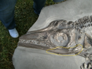 Ichthyosaur jawbone middle triassic age