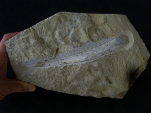 Ichthyosaur jawbone middle triassic age