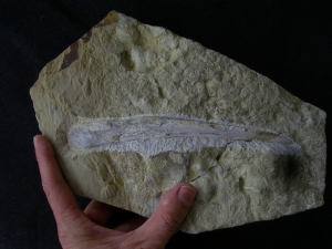 Ichthyosaur jawbone middle triassic age
