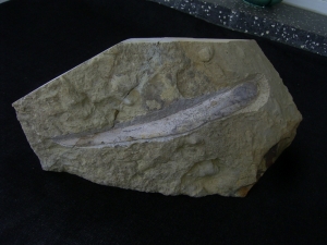 Ichthyosaur jawbone middle triassic age
