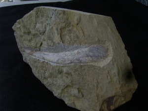 Ichthyosaur jawbone middle triassic age