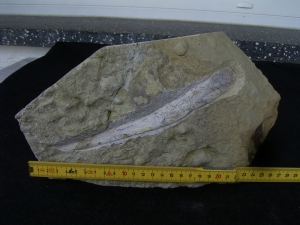 Ichthyosaur jawbone middle triassic age