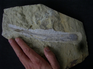 Ichthyosaur jawbone middle triassic age