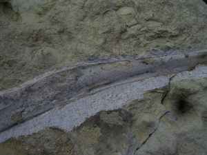 Ichthyosaur jawbone middle triassic age