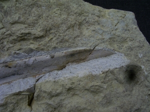 Ichthyosaur jawbone middle triassic age