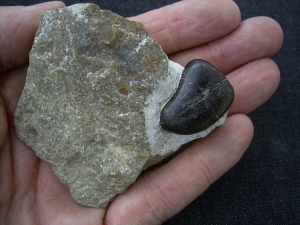 Placodus Zahn aus dem Muschelkalk von Bayreuth