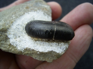 Placodus Zahn aus dem Muschelkalk von Bayreuth