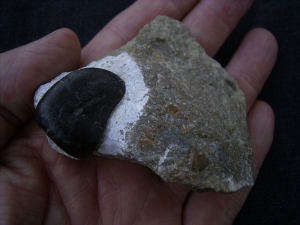 Placodus Zahn aus dem Muschelkalk von Bayreuth