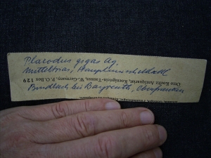 Placodus Zahn aus dem Muschelkalk von Bayreuth