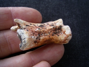 Flugsaurier Wirbel Azhdarchidae # 2