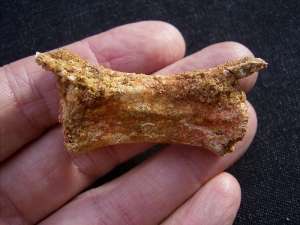 Pterosaur vertebra # 1