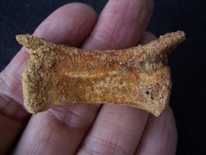 Pterosaur vertebra # 1