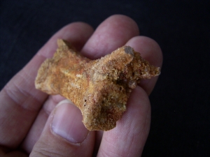 Pterosaur vertebra # 1
