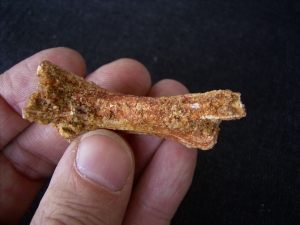 Pterosaur vertebra # 1