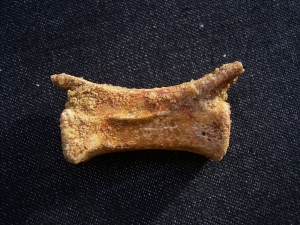 Pterosaur vertebra # 1