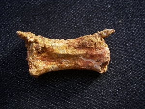 Pterosaur vertebra # 1