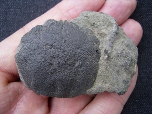 Krabbe Coeloma balticum