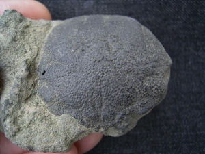 Krabbe Coeloma balticum