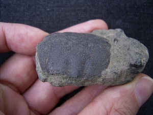Krabbe Coeloma balticum