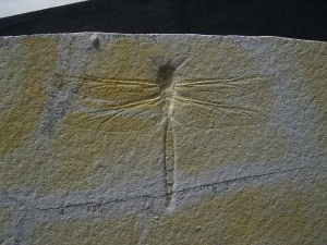Dragonfly - Solnhofen limestone - Aeschnogomphus buchi