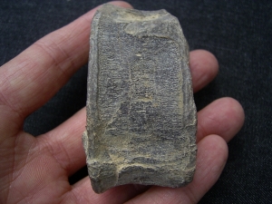 Ophtalmosaurus Wirbel