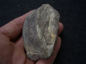 Ophtalmosaurus Wirbel