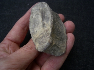 Ophtalmosaurus Wirbel