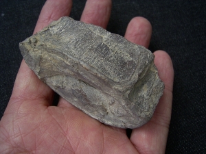 Ophtalmosaurus Wirbel