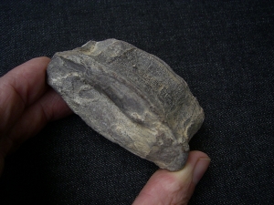 Ophtalmosaurus Wirbel