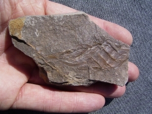 Hai - Ei aus Deutschland