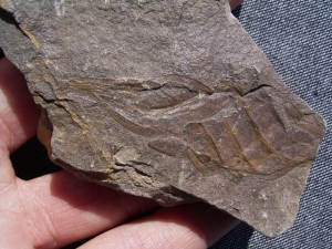 Hai - Ei aus Deutschland