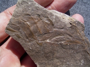 Hai - Ei aus Deutschland