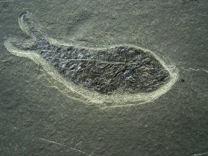 Pholidophorus aus der Trias