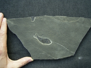 Pholidophorus aus der Trias