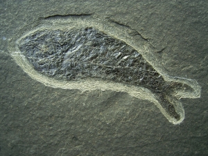 Pholidophorus aus der Trias