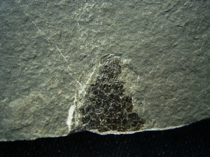 Pholidophorus aus der Trias