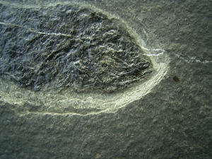 Pholidophorus aus der Trias